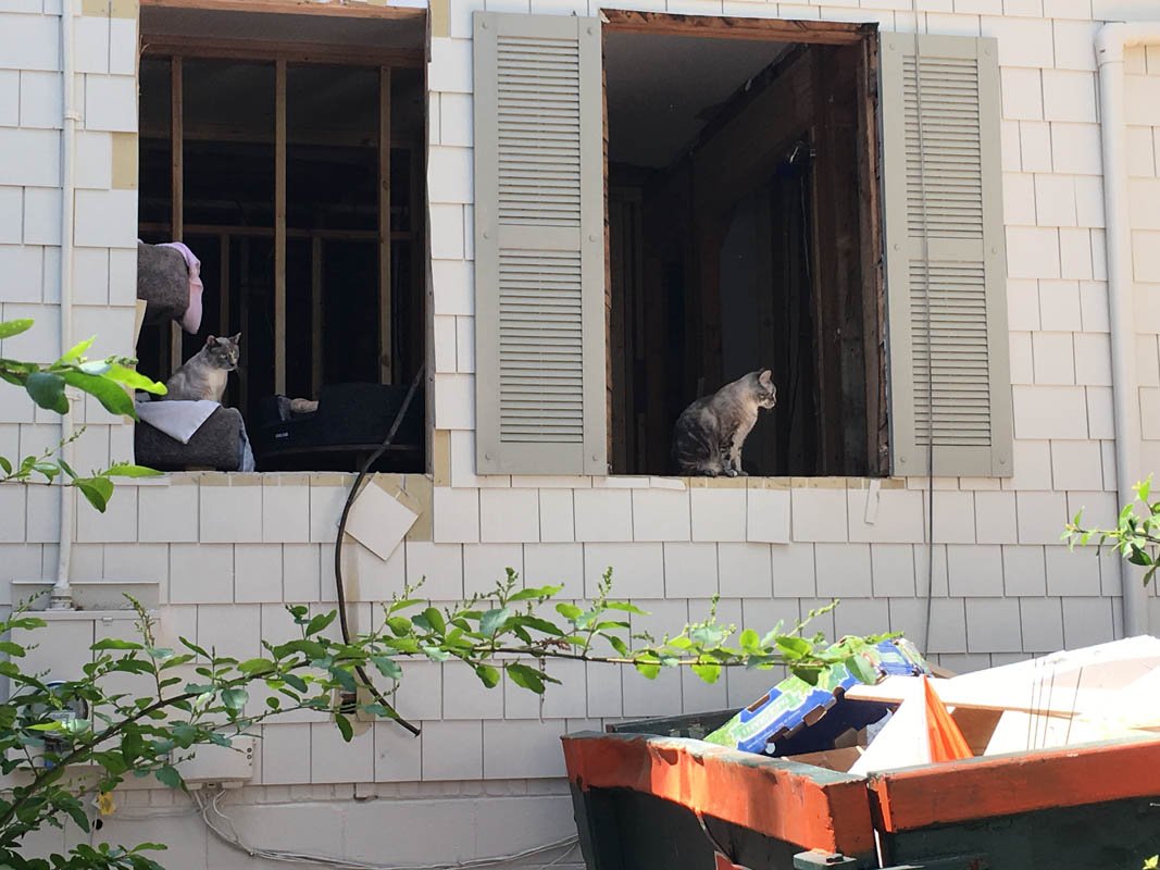 cats watching Demo 2016-04-07 14.40.02 copy